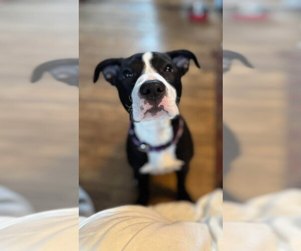 Medium Photo #2 Mutt Puppy For Sale in Wenonah, NJ, USA