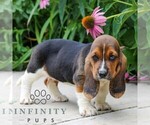 Small #3 Basset Hound