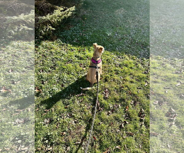 Medium Photo #2 Boxer-German Shepherd Dog Mix Puppy For Sale in North Olmsted, OH, USA