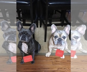 Father of the French Bulldog puppies born on 12/21/2020