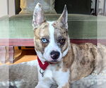 Small #19 Catahoula Leopard Dog Mix
