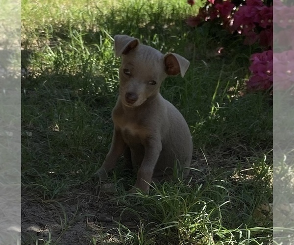 Medium Photo #4 Chihuahua Puppy For Sale in ARANSAS PASS, TX, USA