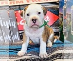 Puppy Green Collar Alapaha Blue Blood Bulldog