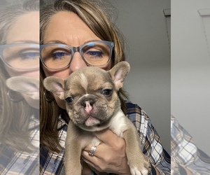 French Bulldog Puppy for sale in WILLIS, TX, USA