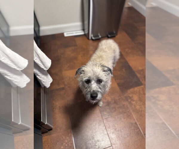 Medium Photo #2 Mutt Puppy For Sale in Princeton, MN, USA