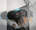 DA 5 Ajax - Male Rottweiler Dog for Adoption - Small photo