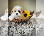 Small Photo #1 Maltipoo Puppy For Sale in CROSSVILLE, TN, USA