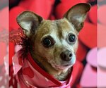 Small Photo #13 Chihuahua-Unknown Mix Puppy For Sale in Arlington, VA, USA