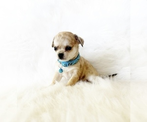 Chihuahua Puppy for sale in SACRAMENTO, CA, USA