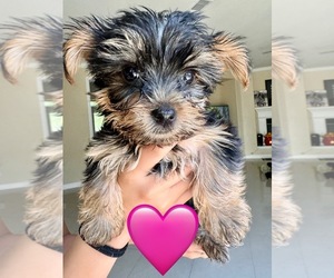 Yorkshire Terrier Puppy for sale in OAKLEY, CA, USA
