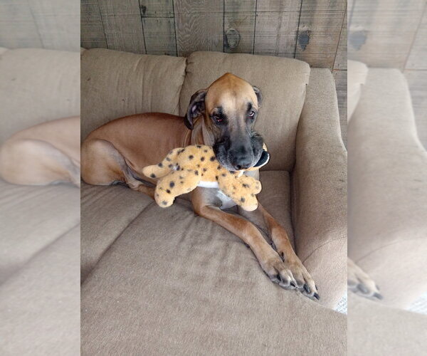 Medium Photo #1 Great Dane Puppy For Sale in Bullard, TX, USA