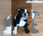 Small Photo #5 Bulldog Puppy For Sale in BOSTON, MA, USA