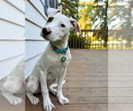 Small #3 American Staffordshire Terrier Mix