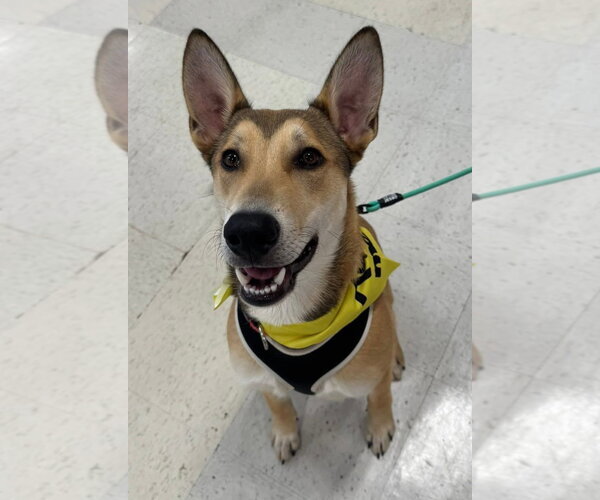 Medium Photo #24 German Shepherd Dog-Unknown Mix Puppy For Sale in Holly Springs, NC, USA