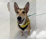 Small #23 German Shepherd Dog Mix