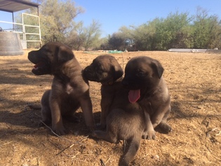 Mastiff Puppy for sale in MESA, AZ, USA