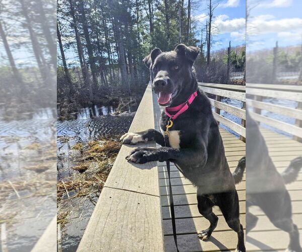 Medium Photo #3 German Shepherd Dog-Unknown Mix Puppy For Sale in Gloversville, NY, USA
