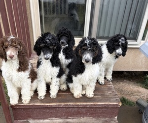 Poodle (Standard) Puppy for Sale in KAYSVILLE, Utah USA