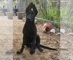 Litter of 2 - Female German Shepherd DogLitter of Puppies for Sale - Photo #13