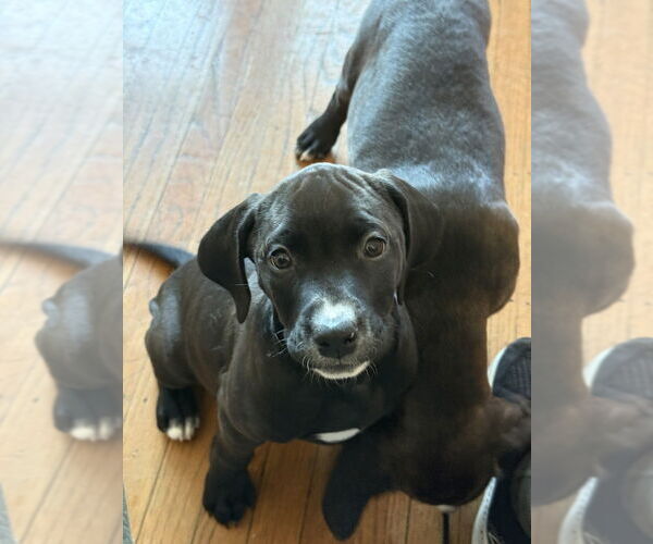 Medium Photo #10 Golden Retriever-Unknown Mix Puppy For Sale in Wenonah, NJ, USA