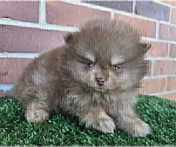 Medium Photo #20 Pomeranian Puppy For Sale in NAPLES, FL, USA