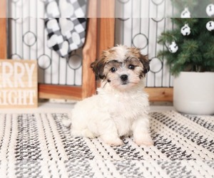 Zuchon Puppy for sale in NAPLES, FL, USA
