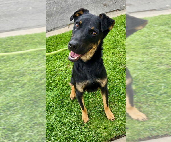 Medium Photo #4 Rottweiler-Unknown Mix Puppy For Sale in Newport Beach, CA, USA