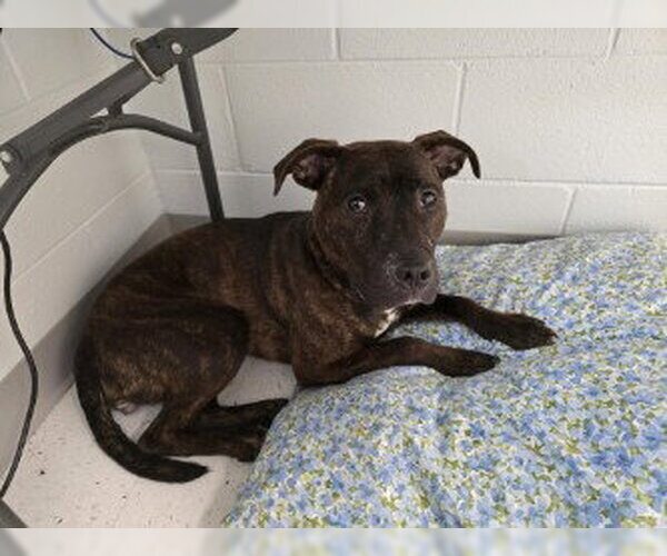 Medium Photo #3 Mutt Puppy For Sale in Glen Allen, VA, USA