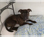 Small #2 Mutt