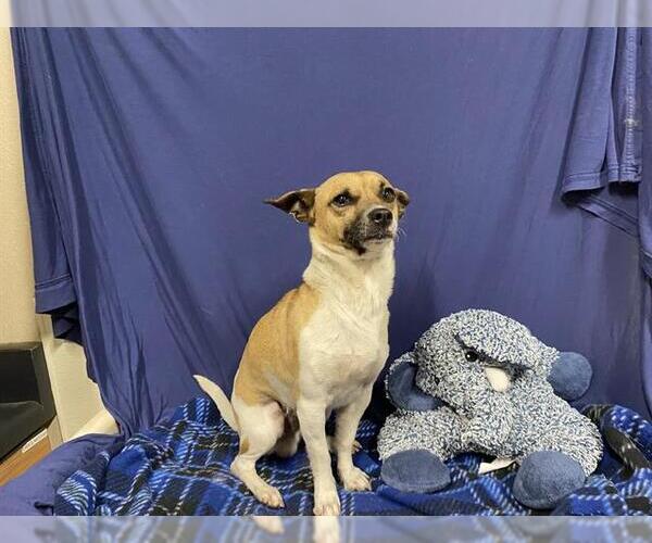 Medium Photo #1 Chihuahua Puppy For Sale in Modesto, CA, USA