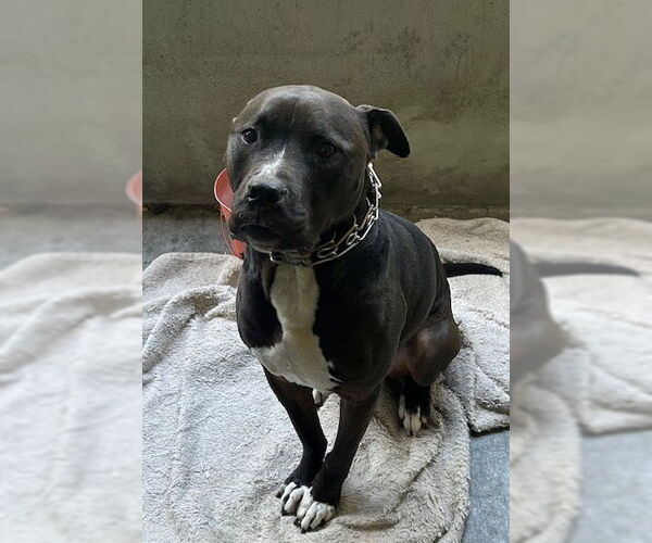 Medium Photo #2 American Pit Bull Terrier-Unknown Mix Puppy For Sale in Berkeley, CA, USA