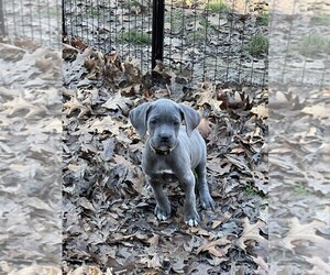 Cane Corso Puppy for sale in WATERBURY, CT, USA