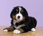 Small #2 Bernese Mountain Dog