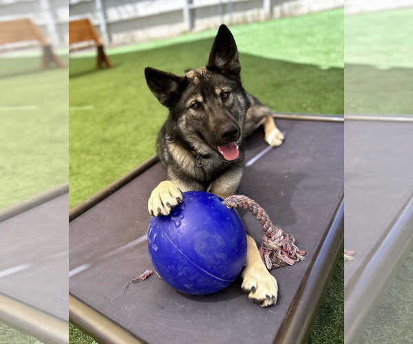 Medium Photo #2 German Shepherd Dog Puppy For Sale in San Diego, CA, USA