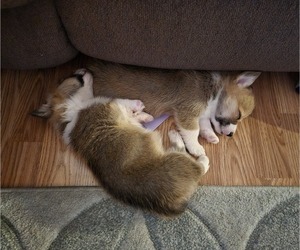 Pembroke Welsh Corgi Puppy for sale in COLUMBUS, IN, USA