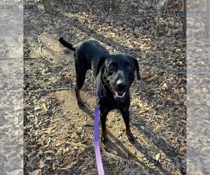 Boone - Male Labrador Retriever-Unknown Mix Dog for Adoption - Photo #3