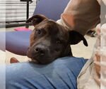 Small #1 American Pit Bull Terrier Mix