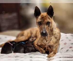 Phu Quoc (Vietnam Island) Ridgeback Puppy for sale in PALMDALE, CA, USA