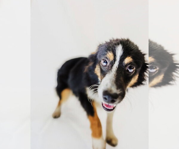 Medium Photo #2 Australian Shepherd Puppy For Sale in York, SC, USA
