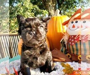 French Bulldog Puppy for sale in BOSTON, KY, USA