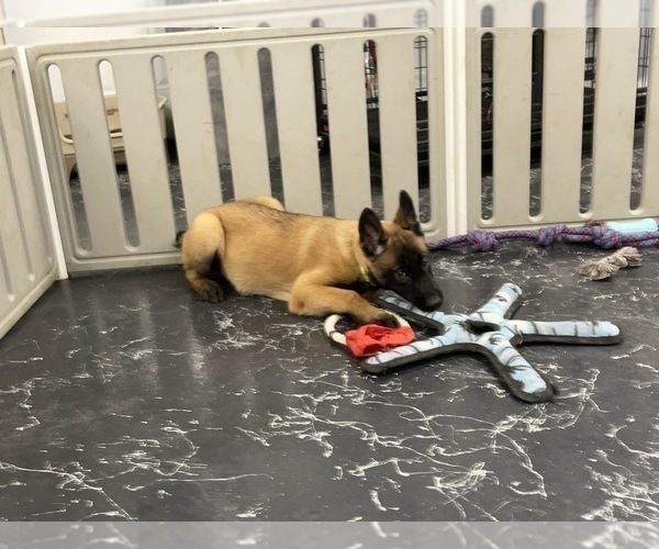 Medium Photo #7 Belgian Malinois Puppy For Sale in REESEVILLE, WI, USA