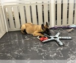 Small Photo #7 Belgian Malinois Puppy For Sale in REESEVILLE, WI, USA
