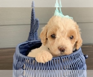 Goldendoodle-Poodle (Standard) Mix Puppy for sale in FLAT ROCK, NC, USA