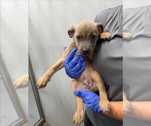 Rat Terrier-Unknown Mix Dogs for adoption in Mobile, AL, USA