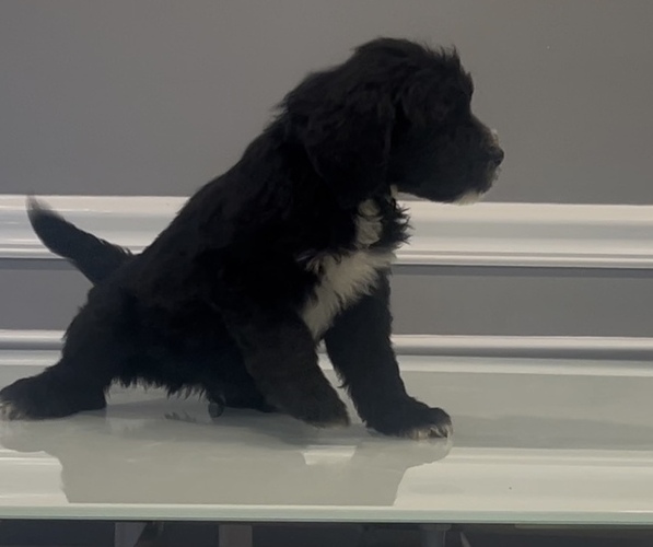 Medium Photo #53 Bernedoodle-Labradoodle Mix Puppy For Sale in MILFORD, NJ, USA