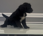 Small Photo #53 Bernedoodle-Labradoodle Mix Puppy For Sale in MILFORD, NJ, USA