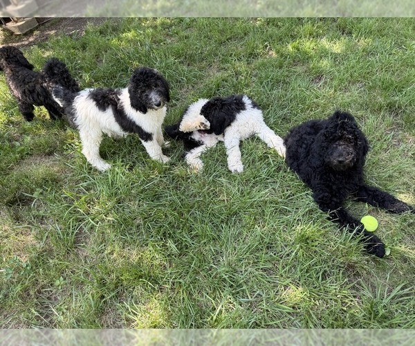 Medium Photo #5 Poodle (Standard) Puppy For Sale in ELKINS, AR, USA