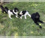 Small #1 Poodle (Standard)