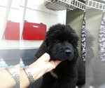 Small Photo #3 Newfoundland Puppy For Sale in MEDINA, OH, USA