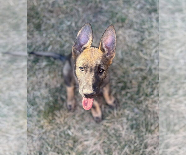 Medium Photo #13 German Shepherd Dog Puppy For Sale in Gretna, NE, USA